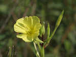 Narrowleaf evening-primrose